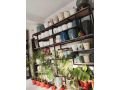plant-shop-for-sale-at-new-baneshwor-kathmandu-small-4