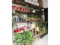 plant-shop-for-sale-at-new-baneshwor-kathmandu-small-1