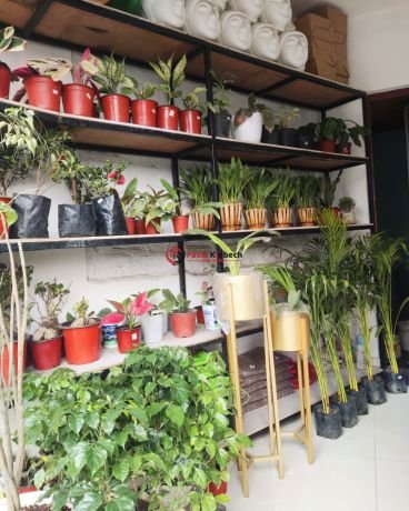 plant-shop-for-sale-at-new-baneshwor-kathmandu-big-1